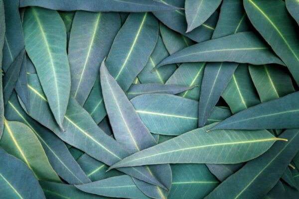 FOLHAS DE EUCALIPTO - Eucalyptus robusta sm