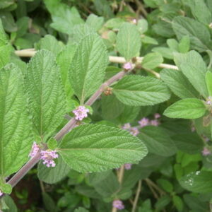LIPPIA ALBA - Lippia alba