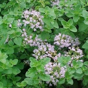 MANJERONA - Origanum majorana