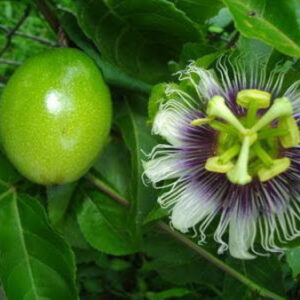 FOLHAS DE MARACUJAZEIRO - Passiflora edulis