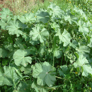 MALVA SILVESTRE - Malva sylvestris