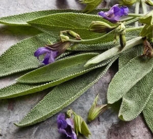 SÁLVIA - Salvia officinalis