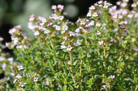 TOMILHO - Thymus vulgaris