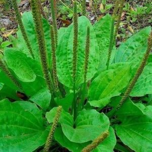 TANCHAGEM - Plantago major