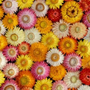 Sempre-viva - Helichrysum bracteatum
