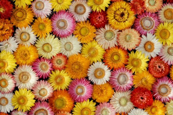 Sempre-viva - Helichrysum bracteatum