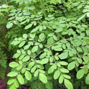 Moringa Oleifera