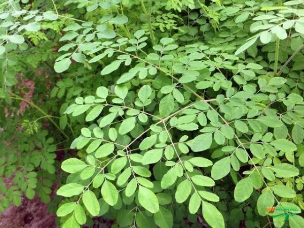 Moringa Oleifera