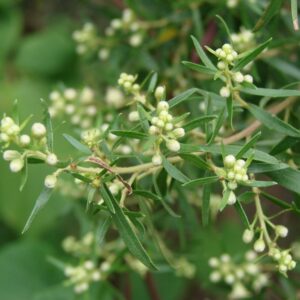 Alecrim-do-campo - Baccharis dracunculifolia