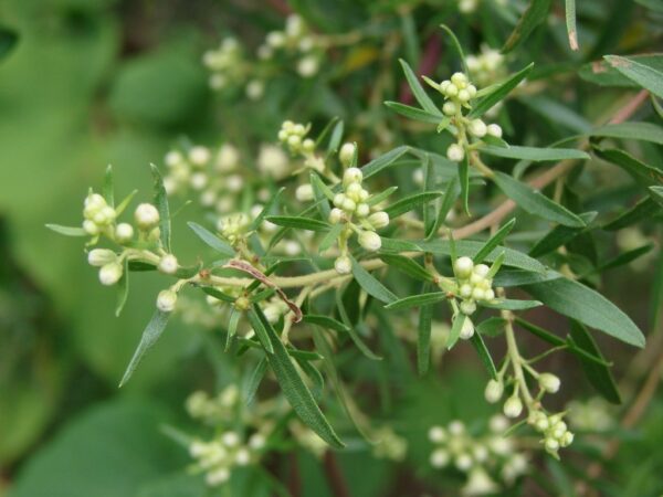 Alecrim-do-campo - Baccharis dracunculifolia