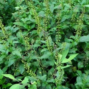 Manjericão Anis - Ocimum selloi