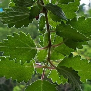 Mirra - Tetradenia riparia