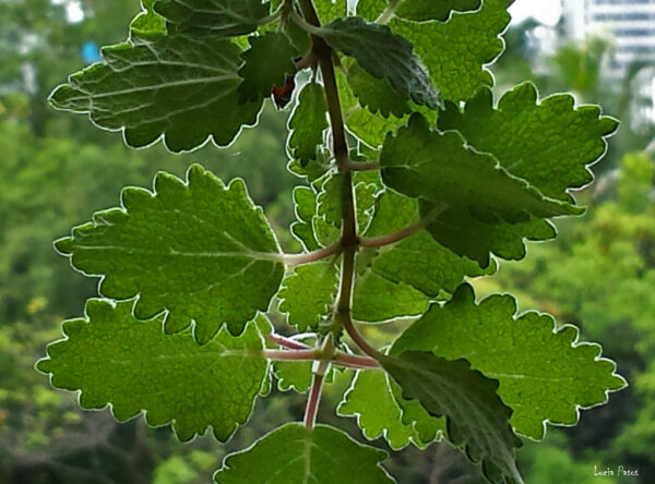 Mirra - Tetradenia riparia