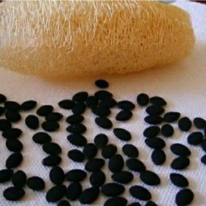 Sementes de bucha vegetal - Luffa aegyptiaca