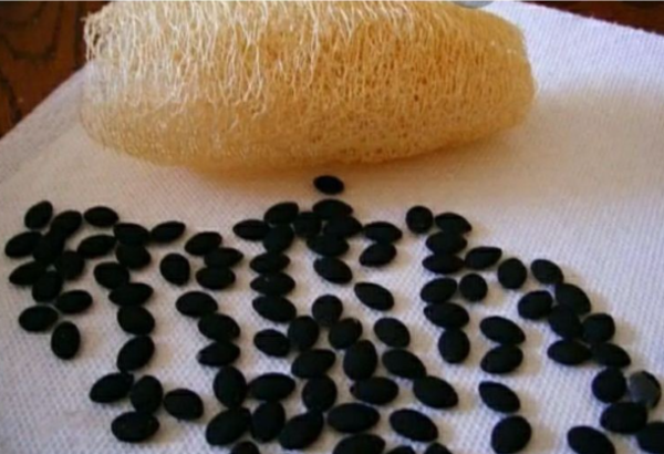 Sementes de bucha vegetal - Luffa aegyptiaca