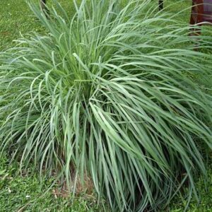Folhas de citronela - Cymbopogon winterianus