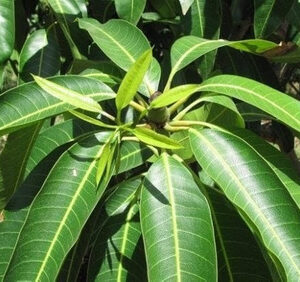 Folhas de manga - Mangifera indica