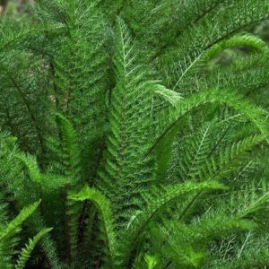 Mil folhas - Achillea millefolium