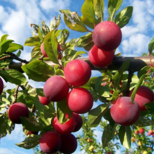 Folhas de ameixeira roxa - Prunus salicina