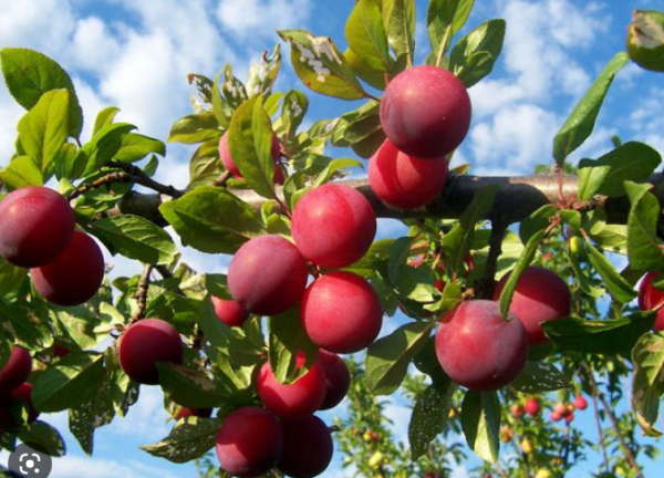 Folhas de ameixeira roxa - Prunus salicina