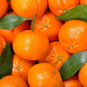 Folhas de bergamoteira - Citrus reticulata