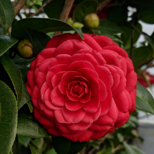 Camélia - Camellia japonica