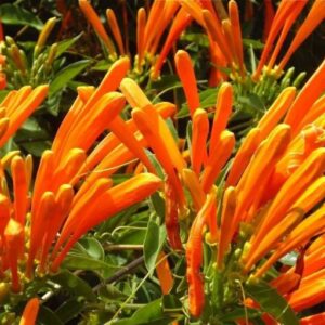 Cipó-de-são-joão – Pyrostegia venusta