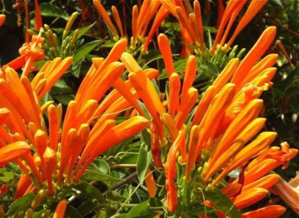 Cipó-de-são-joão – Pyrostegia venusta