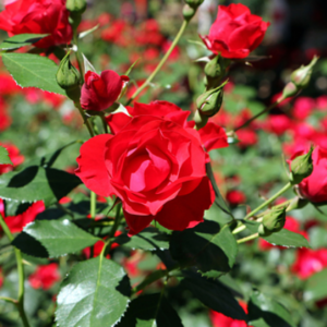 Rosas diversas