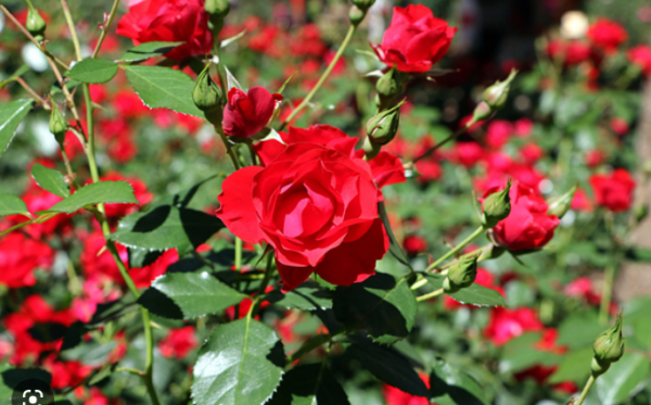 Rosas diversas