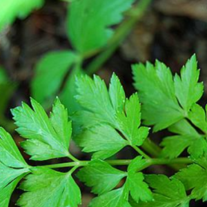 Salsa - Petroselinum crispum
