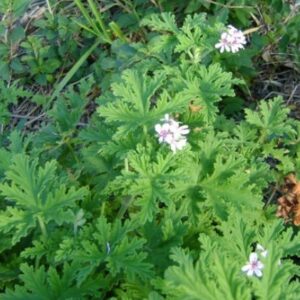 Gerânio-Pelargonium graveolens